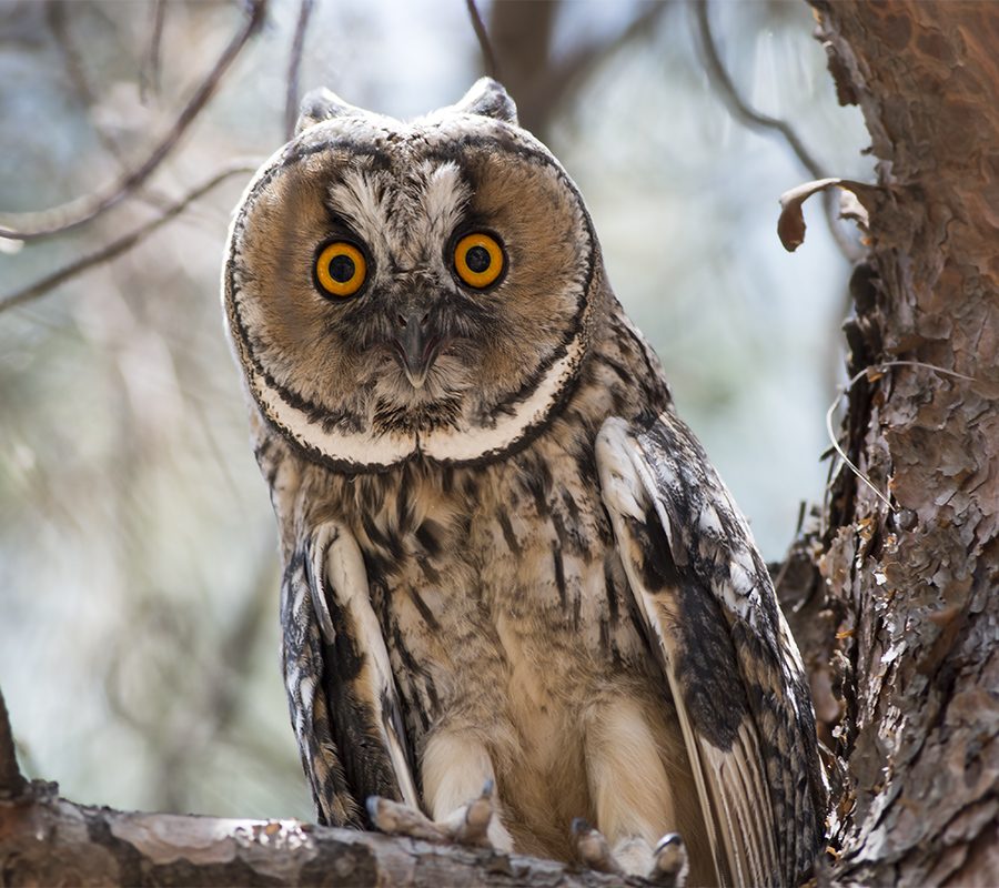 Long-eared Owl